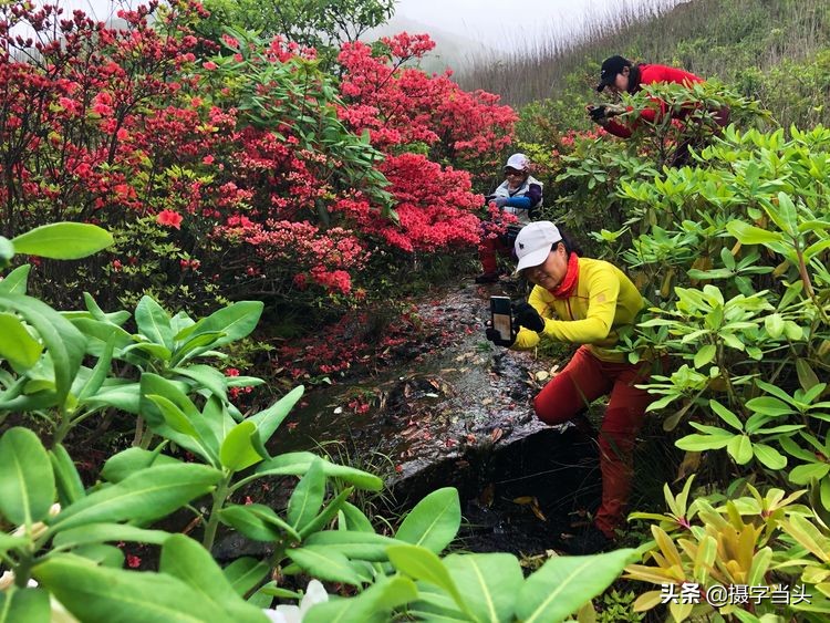 初夏游江西：历经晴、雨、雾，穿越武功山