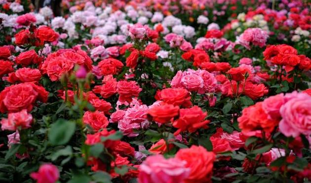 天津莫奈花园油画沙龙,带你去莫奈的画里花园