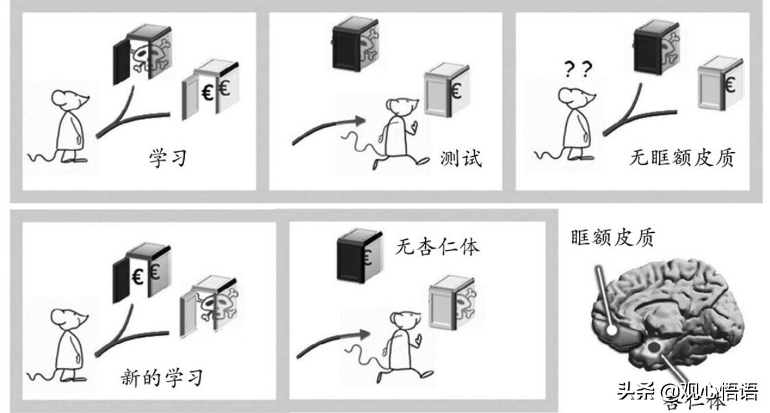 大脑能控制各项机能,大脑潜意识自我控制
