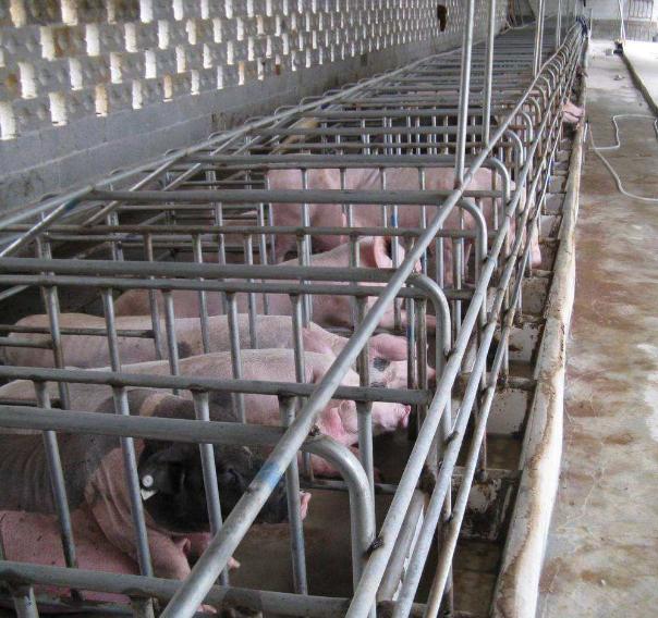 怎样养好母猪能让母猪多产奶,养好母猪的关键是什么你知道吗