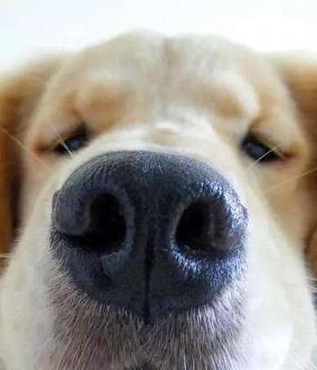 为什么狗狗不能经常洗澡,为什么狗狗讨厌洗澡的吹风机