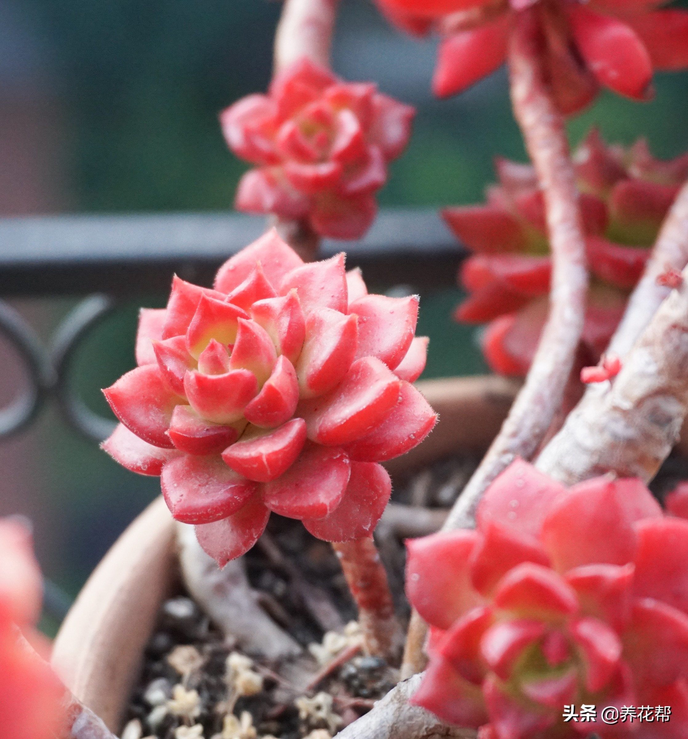 想要养一盆好花真的是太难了,想要养多肉植物的方法