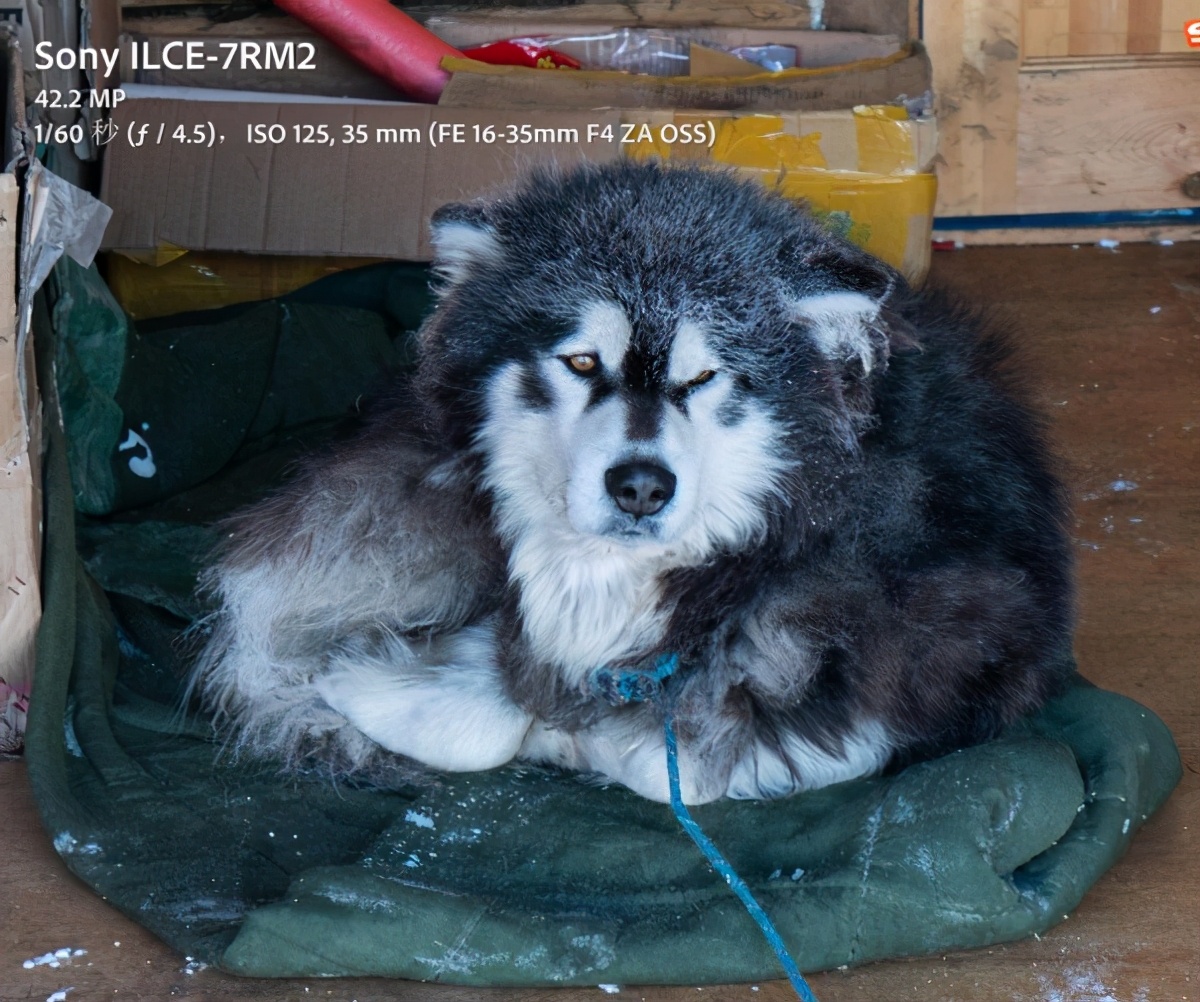 2021年还值得买索尼a7r4吗,2023年还值得买a7m4吗