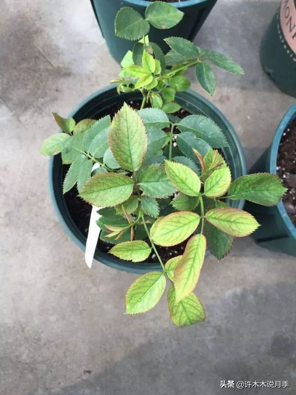 地栽月季水浇多了烂根怎么补救,藤本月季大苗烂根快速恢复方法