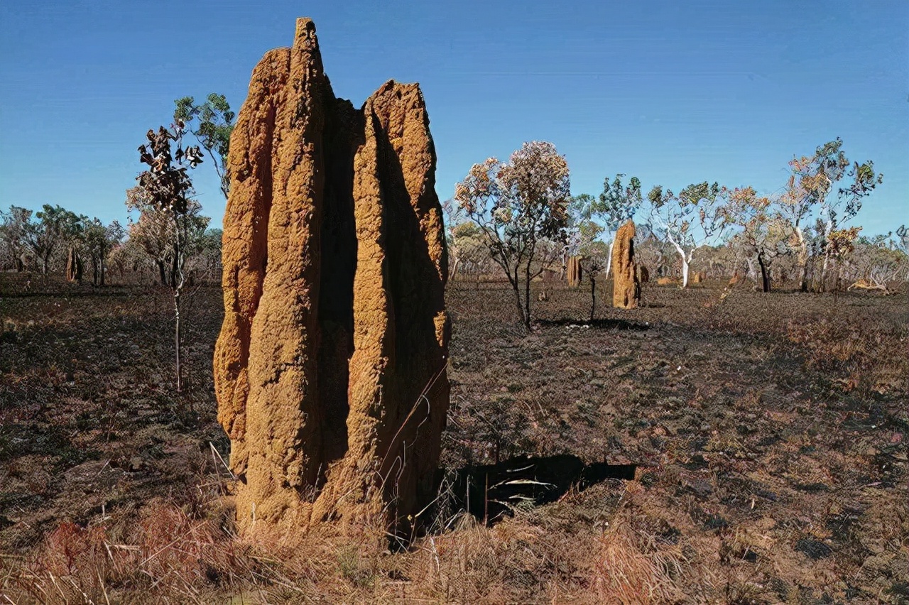 白蚁生物介绍,白蚁是有多厉害的动物