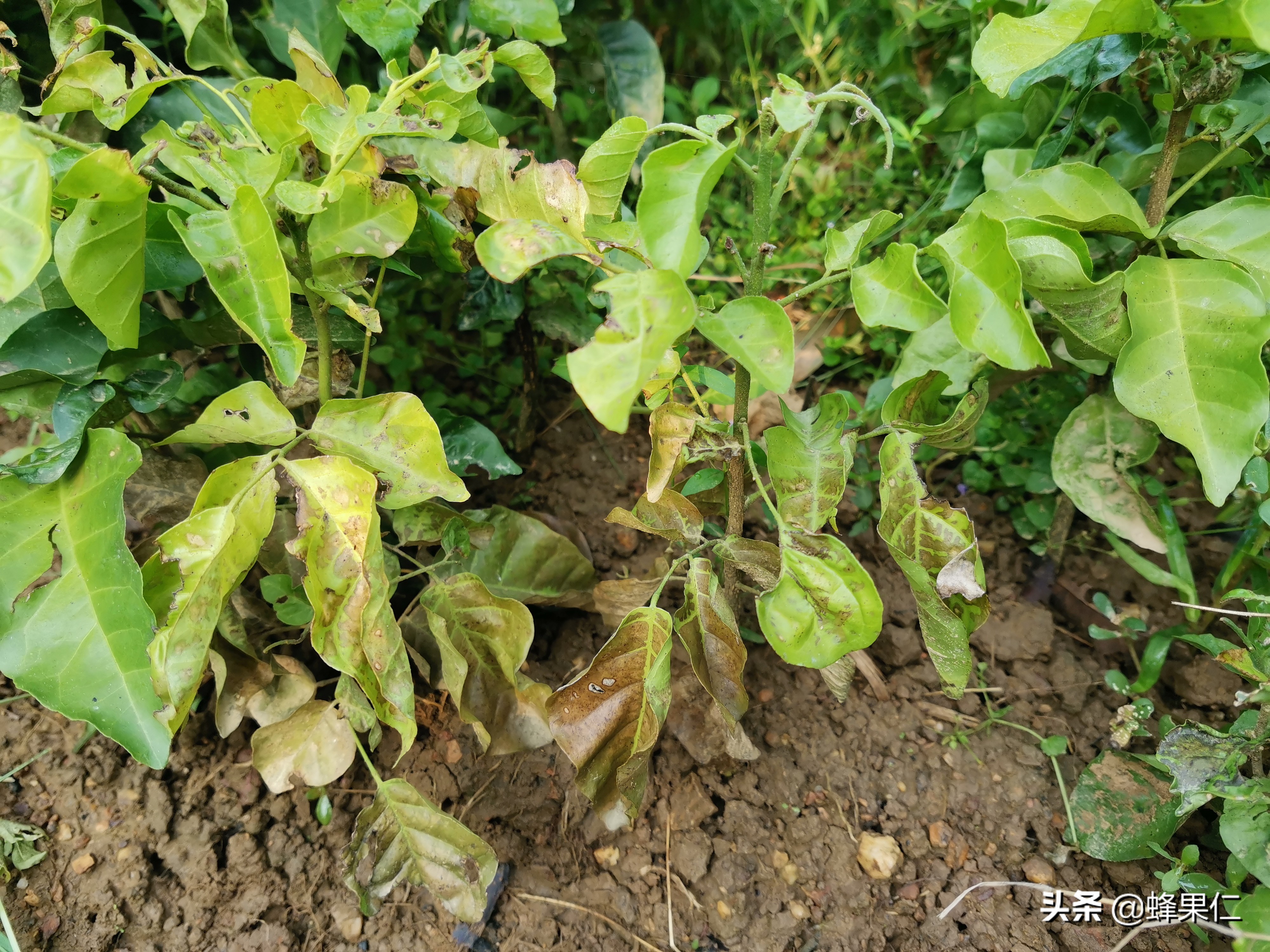无核黄皮果种植多少年可以挂果,黄皮果树为什么隔年结果