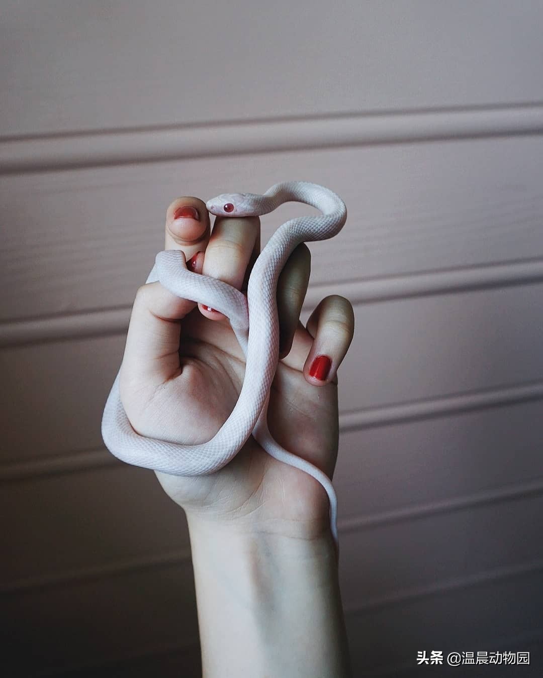 宠物蛇饲养指南,宠物蛇饲养常识有哪些