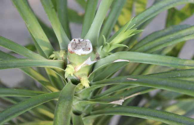 怎样能让龙血树多发杈,怎样让龙血树长侧枝