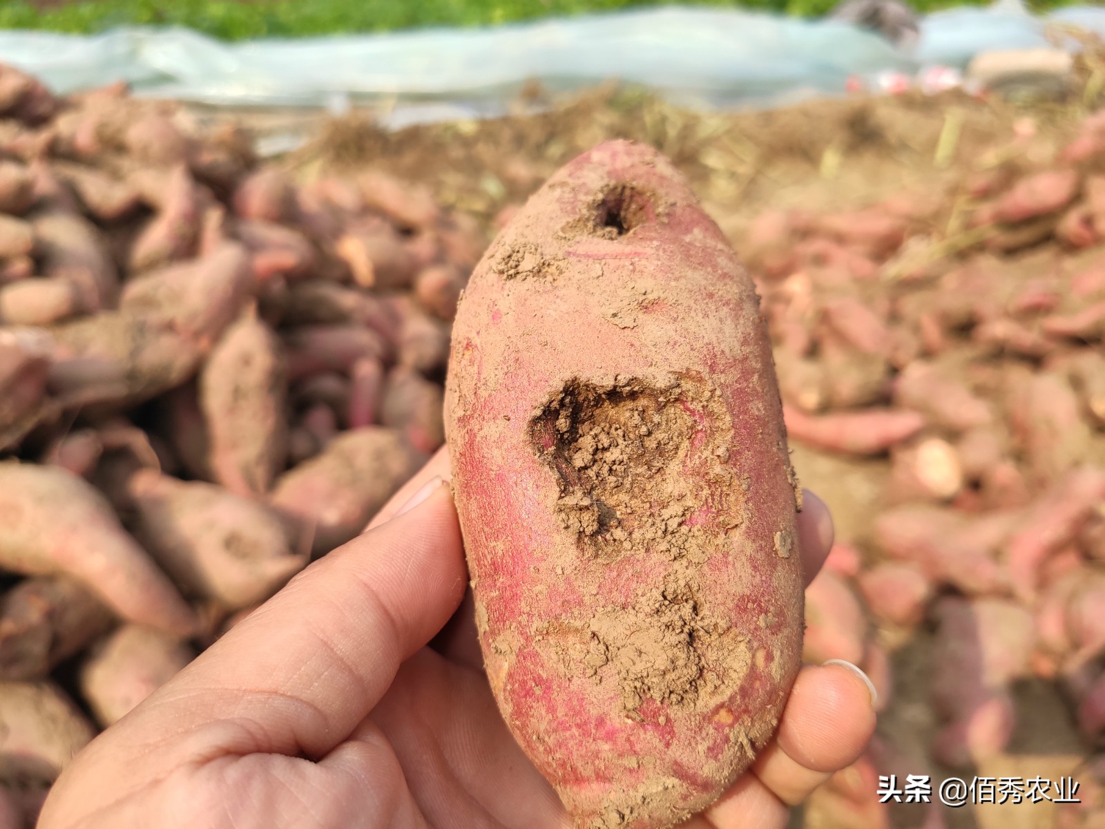 种植红薯地下害虫怎么治,地下害虫对红薯危害