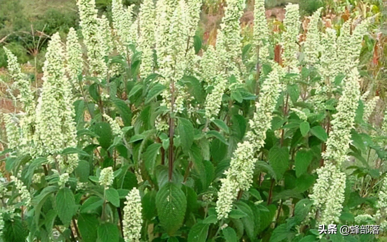 20元和200元的区别,蜂王浆一般需要多少钱一斤