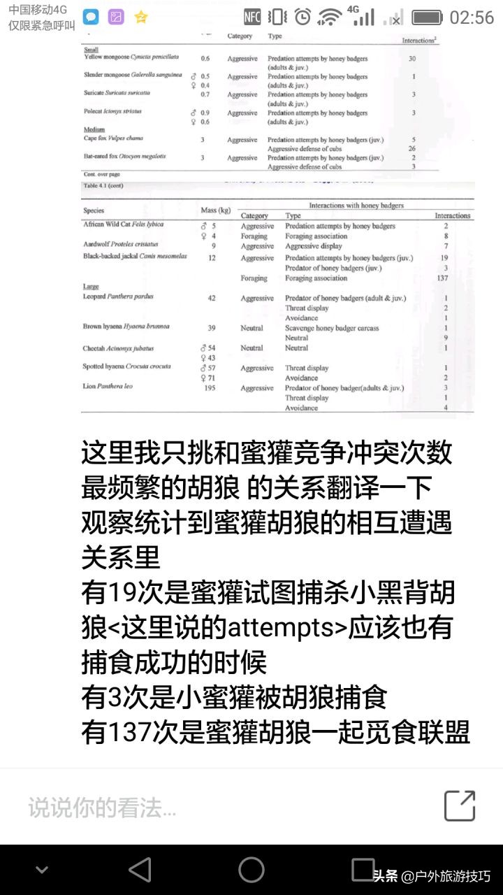 平头哥蜜獾目前存活数量,平头哥蜜獾能养吗