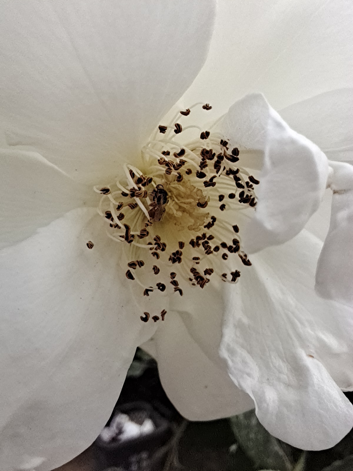 vivos6又曝亮点轻薄机身,vivos6性能提升