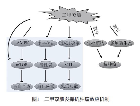二甲双胍对消化系统肿瘤治疗作用研究进展