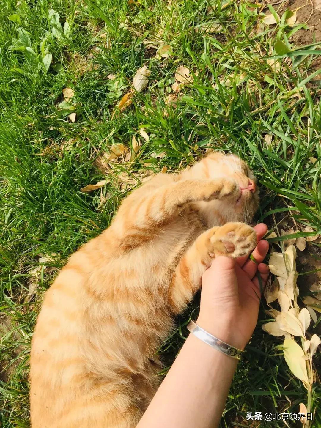 喵星人第二季,喵星人第2季免费观看