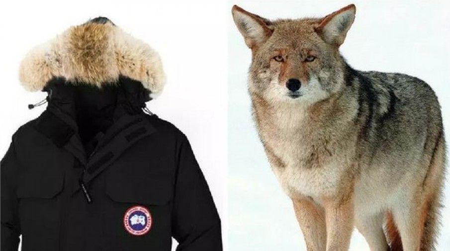 十件大鹅九件假四招教你辨真假,十件大鹅九件假是什么意思