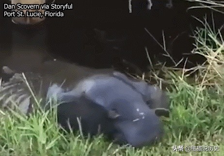 海洋里的哺乳动物是怎么哺乳的,海洋哺乳动物怎么喝水