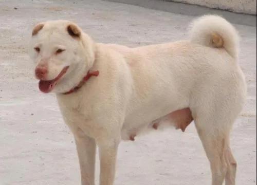 中华田园犬12个品种图哪个好,中华田园犬12个品种都是哪些