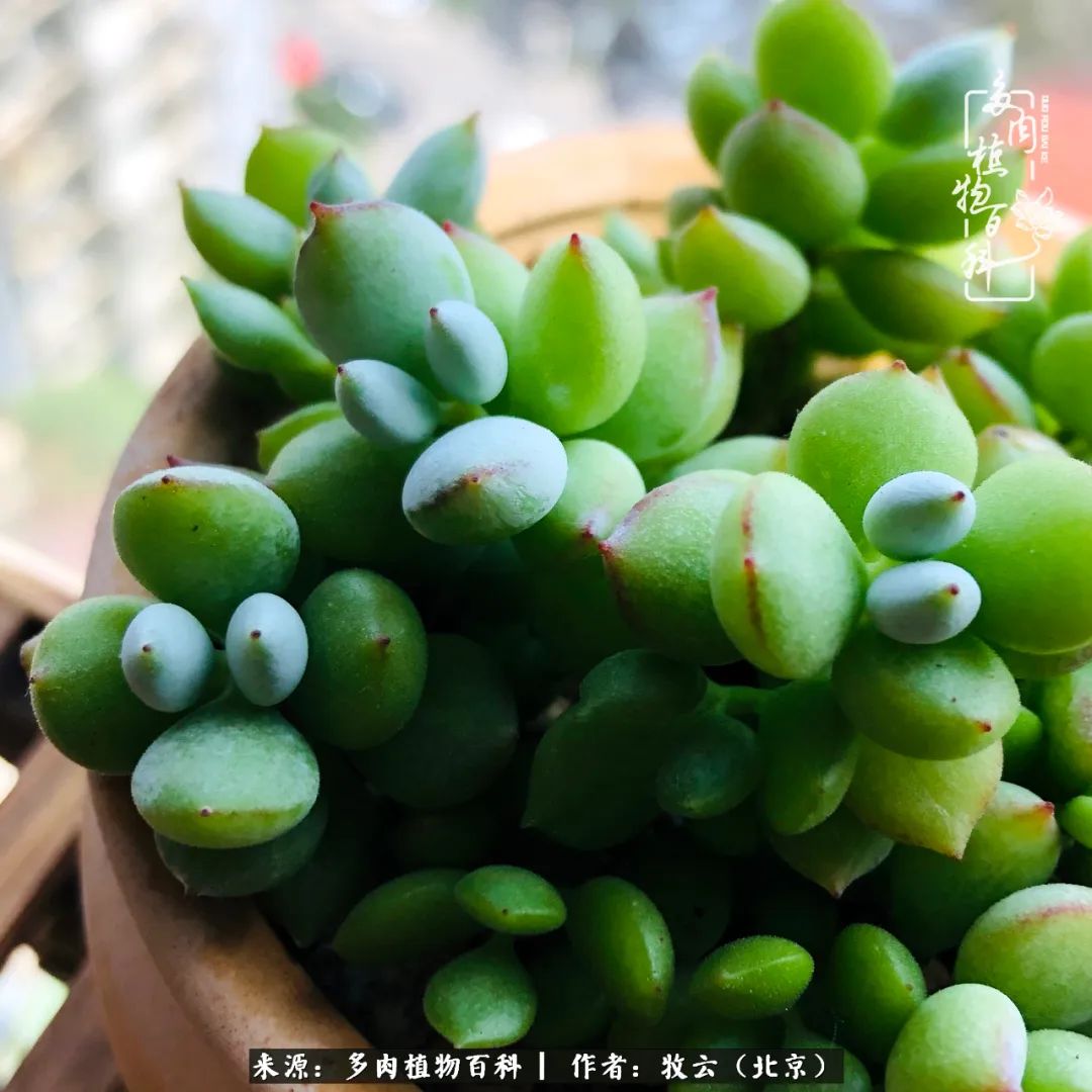 日常生活中常见的多肉植物,多肉植物神奇之处