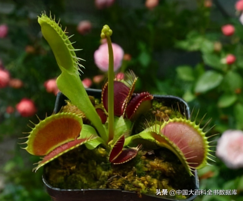 没有大脑和眼睛的捕蝇草怎么知道该什么时候关闭它的夹子