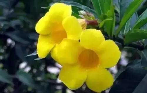 以桂花为市花的城市有哪些,中国每个城市的市花是什么