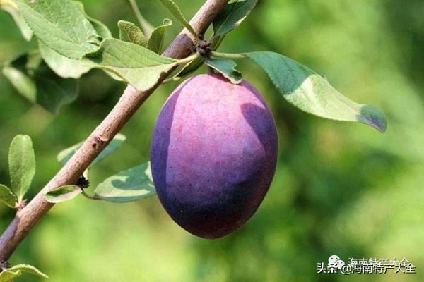 金西梅水果五颜六色,金西梅网红介绍