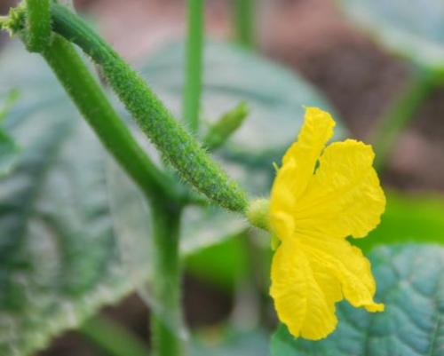 明明是绿色的为什么叫黄瓜,明明是绿色的为什么叫黄色呢