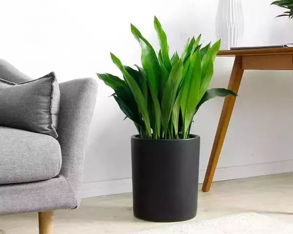 吸油烟和甲醛的植物,住新房有什么植物能去甲醛