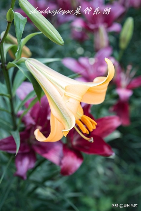 百合哪种颜色的花好闻,寓意好的花百合