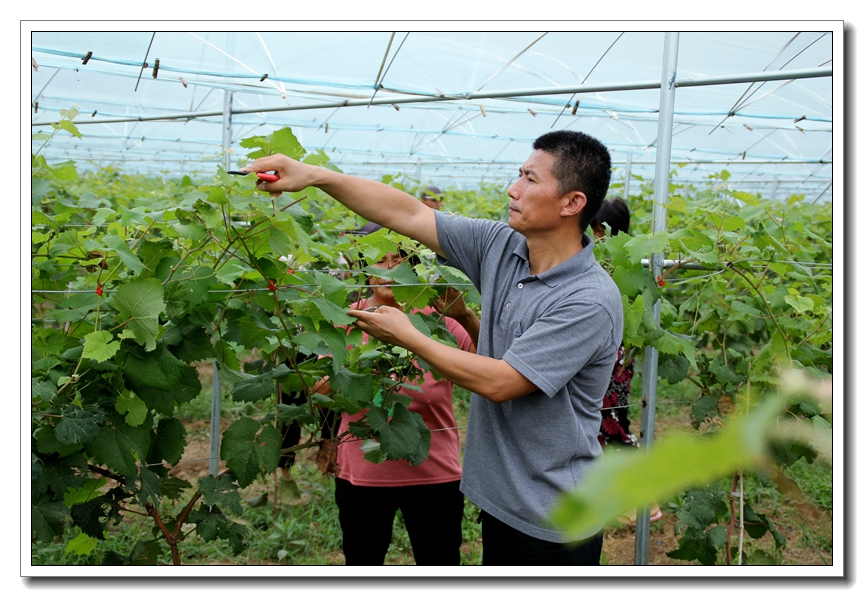 小葡萄成就致富梦