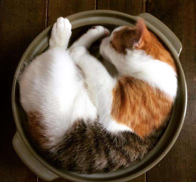 如果你家猫有这七种表现,如果你家猫有以下行为是在养你