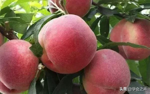 这四种激素水果千万要记住,四种激素水果千万要记住