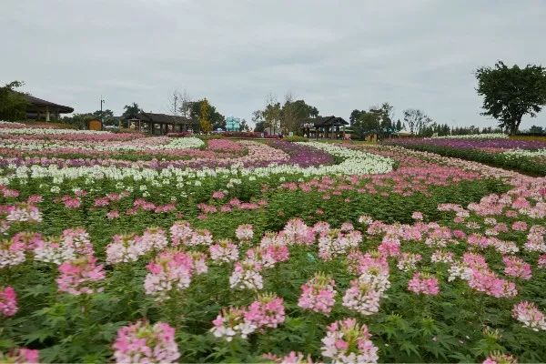 成都石象湖景区天气预报,成都石象湖的秋季