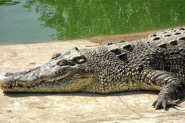 世界上最危险的狗与鬣狗,森蚺和鬣狗哪个厉害