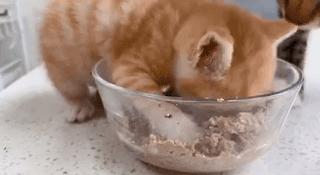 干饭猫,猫咪干饭跟饭桶一样