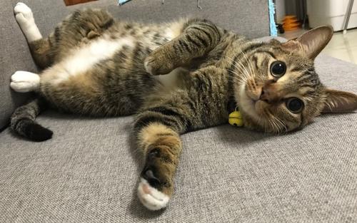 猫咪开心的表情和伤心的表情,猫咪爱你的15种表现图