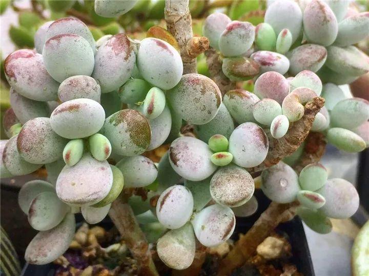 100种常见多肉的养法图片大全,60种好度夏的多肉植物