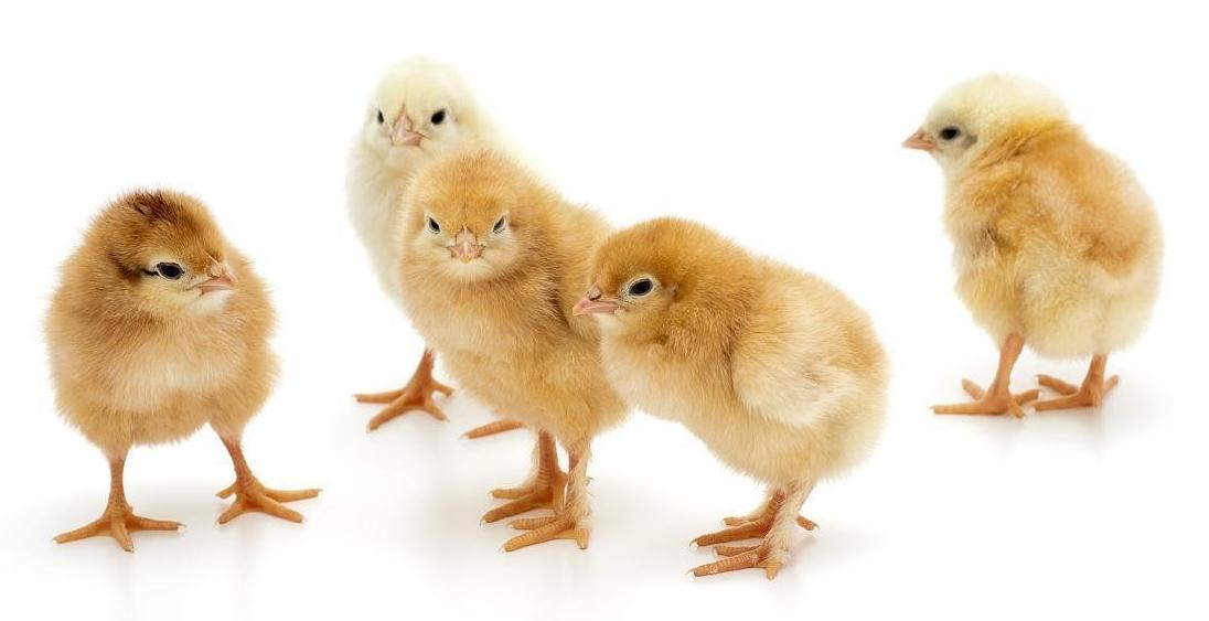 给鸡断喙修喙的方法和注意事项,鸡断喙正确方法视频