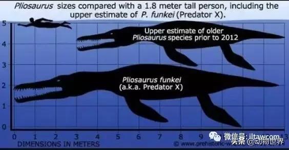 地球上的顶级掠食者,人类是地球上最顶级的掠食者
