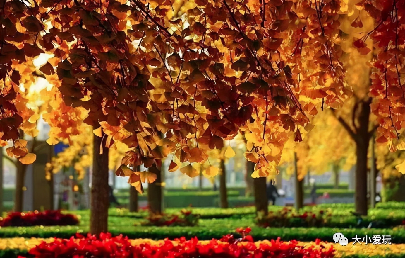 北京红螺寺银杏最佳观赏时间,北京赏银杏景区有哪些