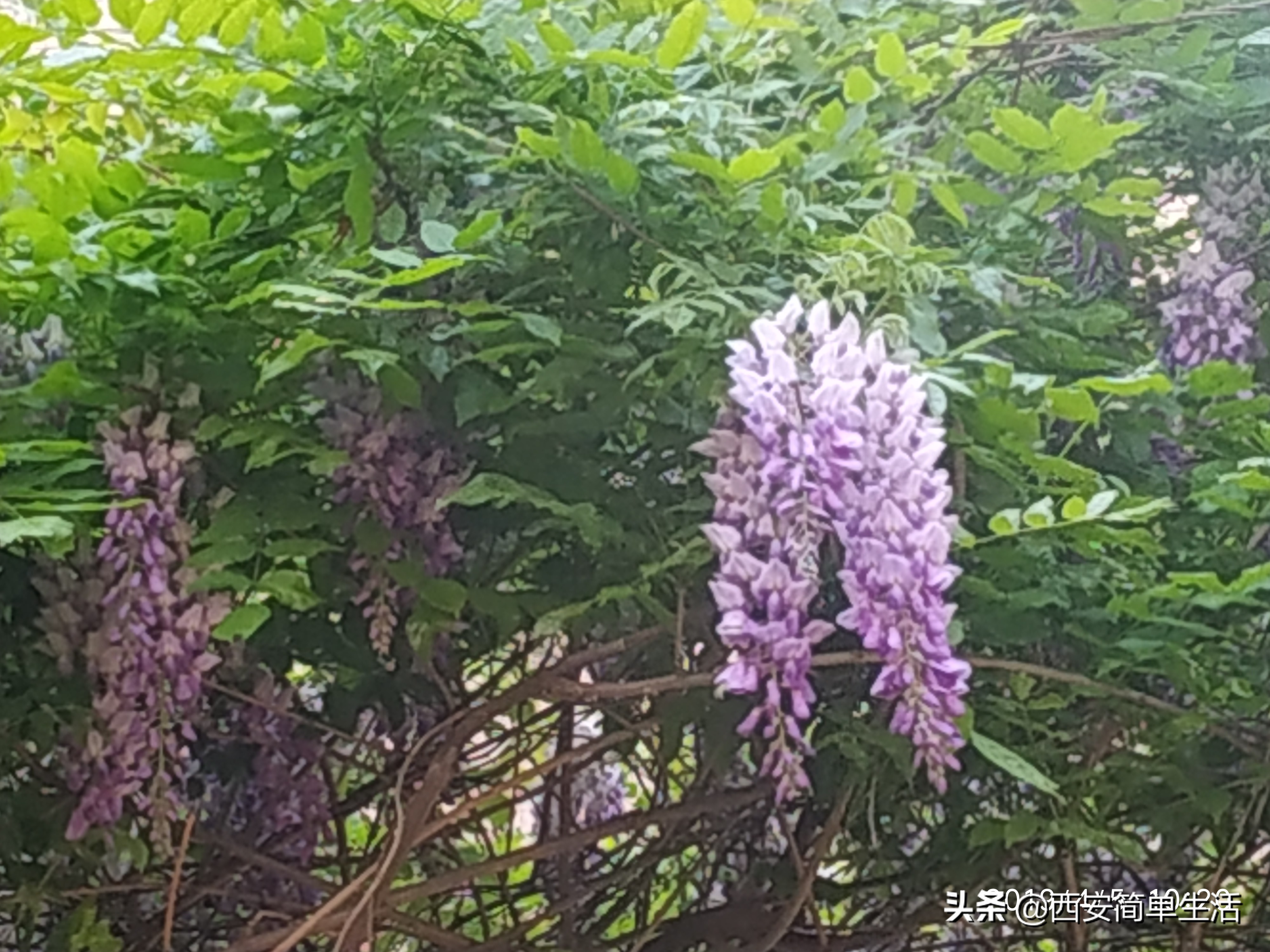 紫藤花一帘幽梦在哪里,紫藤花开如一帘幽梦