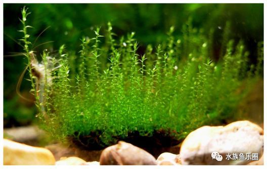 皇冠水草品种大全,亚马逊水草品种