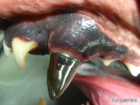 当一只猫有了脸,当一只猫长成了狗的样子