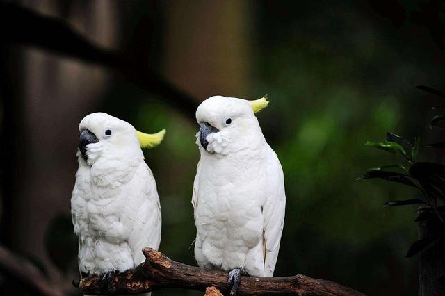 金刚鹦鹉和葵花鹦鹉智商,葵花鹦鹉和灰机鹦鹉哪个聪明