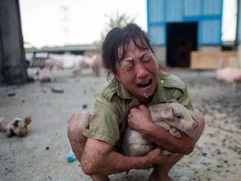 猪价大幅下跌春节前猪价还能涨吗,猪价一跌一涨未来猪价还会下跌吗