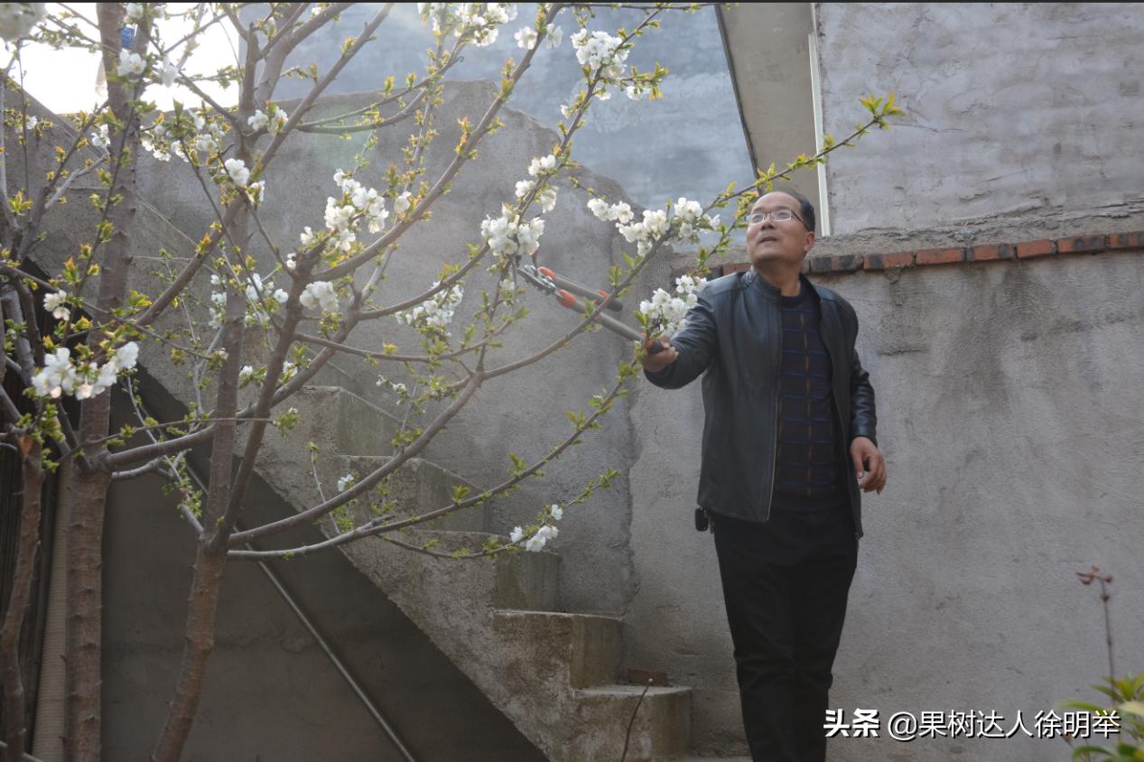 樱桃坐果用氯吡脲好还是赤霉酸好,大樱桃坐果率低的原因及解决对策