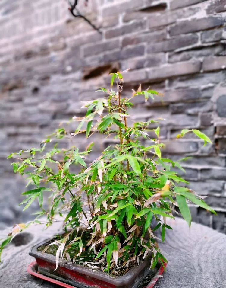 漫随天外云卷云舒原文,漫随天外云卷舒小说