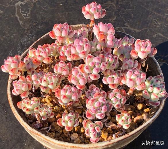 汤姆漫画好养么,汤姆漫画是冬种型吗