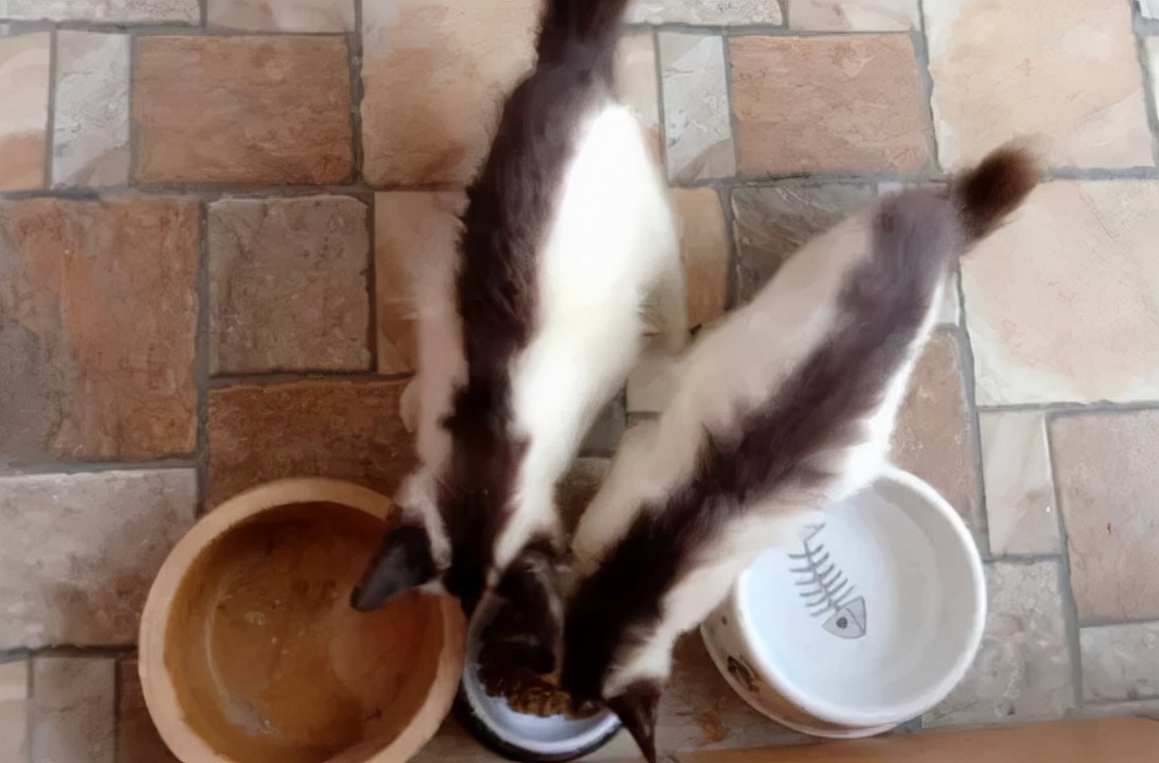 全球罕见足球猫冲上热搜,网友:指定染色!结果......哈哈哈哈