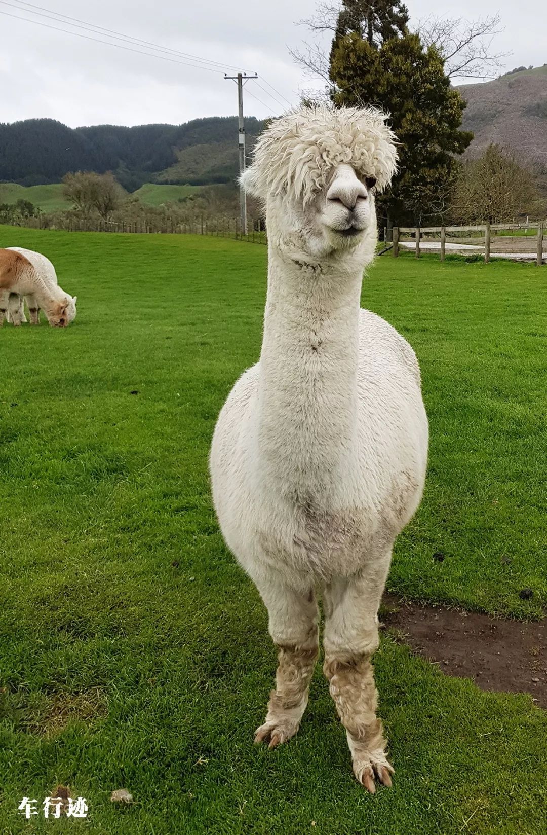 穿越新西兰北岛,新西兰北岛的真实生活最新