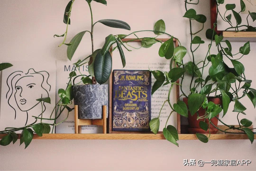 手残党绿植大全,给大家推荐几款超好养的绿植